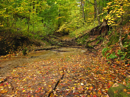 autumn trees fall leaves creek canon geotagged michigan northcountrytrail canonpowershotsx10is eddingtoncreek