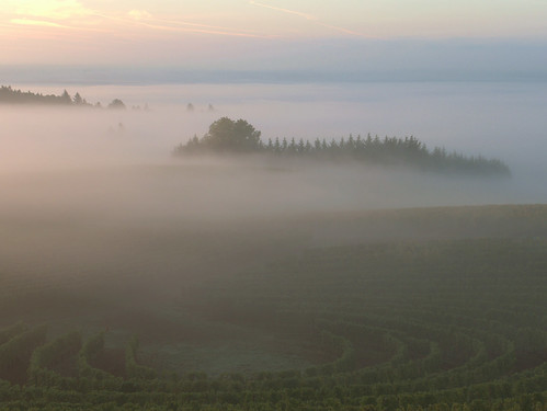 morning trees fog oregon landscape dawn dundee