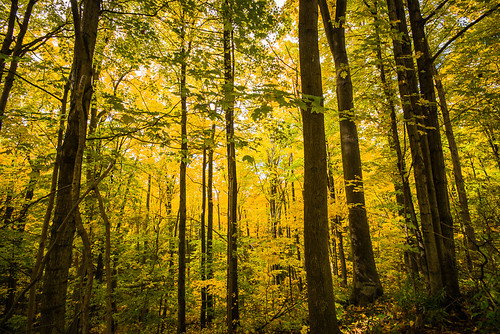 autumn ontario canada fall forest maple vaughan fallcolours sonyalphaslta77m2