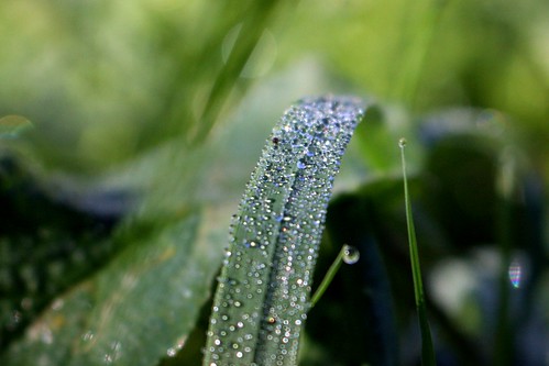Pearls of dew I