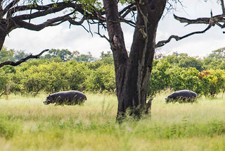 Hippos in der Linyanti-Region