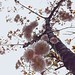 #��#晚樱#八重樱#樱花#樱#sakura#cherryblossom#flower#shanghai#上海#vscocam#春#春天#lookup#spring#iphoneonly#竹园绿地