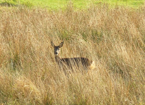 nature scotland wildlife deer rushes roe