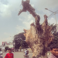 I really found this dry remains of the tree very interesting.. Definitely it's going to be a subject for future..and better shots as well.. #bangalore #india #streetsofindia #tree #dry #streetphotography #deforestation #urban #everyday #life #deadtree #i