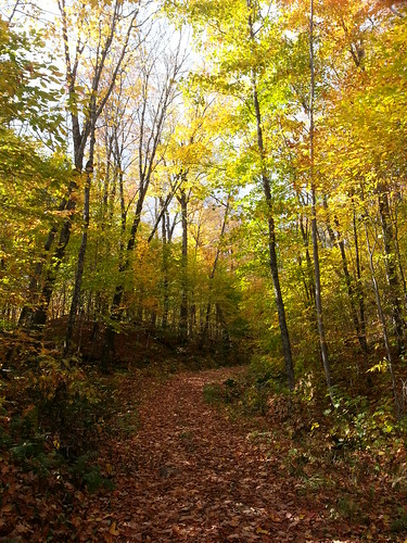 autumn canada forest landscape nationalpark quebec monttremblant