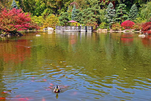 reflections landscape japanesegarden pond automn vividcolor