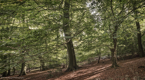 autumn trees light england leaves shadows unitedkingdom sony autumnal slope kingwood a77 sonyalpha andyhough slta77 sonyzeissdt1680 andyhoughphotography