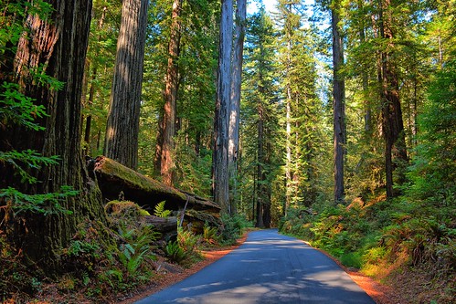 california statepark park trees red vacation tree forest coast humboldt nikon afternoon scenic hike huge wife giants redwood redwoods backroad humboldtcounty hdr highway101 roadway 2014 avenueofthegiants humboldtredwoodsstatepark gaylene easyhdr nikond7100
