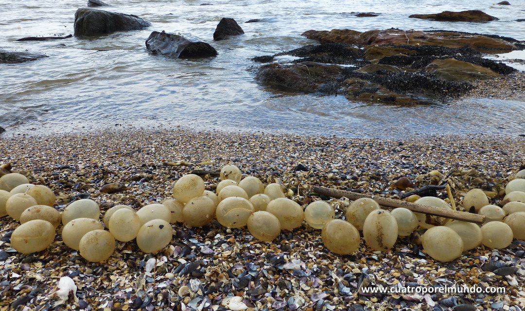Huevos de caracoles marinos en la playa de La Paloma