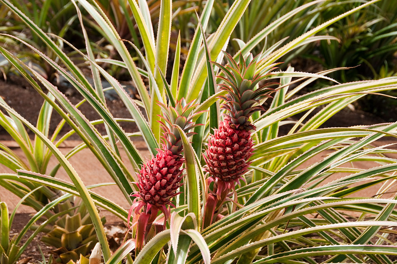 baby pineapples!