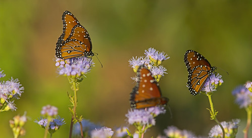 queenbutterfly butterfly mariposa mariposareina danausgilippus insect insecto nature wildlife fauna naturaleza