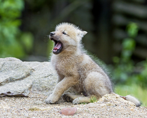 Yawning arctic wolf pup