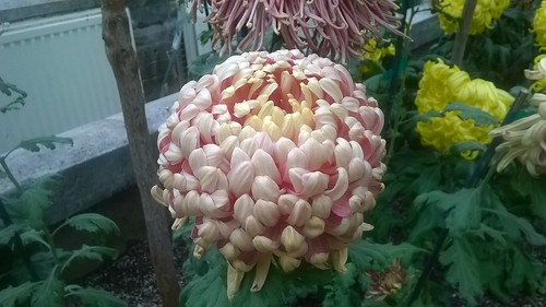 Chrysanthemum Peach