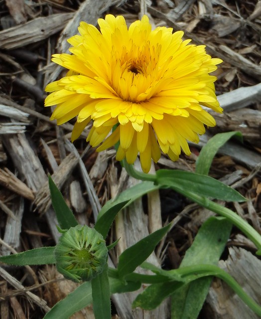 a yellow calendula with a bud below it