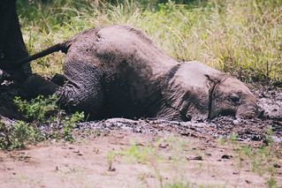 Wildlife of Uganda