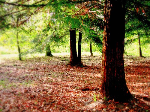 wood autumn france tree automne trunk arbre nordpasdecalais bois tronc saison coudekerque leboisdesforts