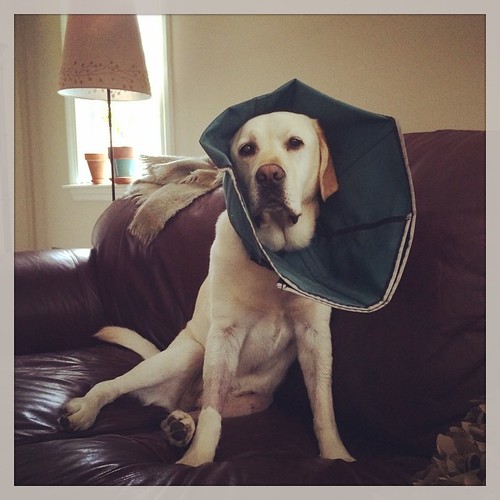Thanks for nothing.  #coned #doglifesux