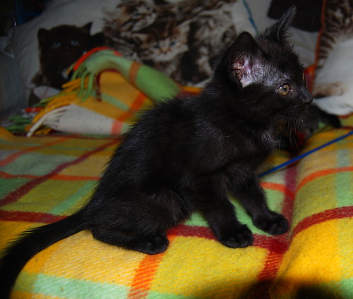 Rocío, gatita pantera bombón nacida en Septiembre´14, necesita hogar. Valencia. ADOPTADA. 15630650335_027cdeb4b8