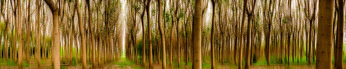 trees panorama green forest landscape