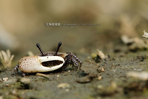 三角招潮蟹：如同精緻細膩的貝殼一般，他們是台灣的招潮蟹成員中體型最迷你的。攝影：大型阿生。