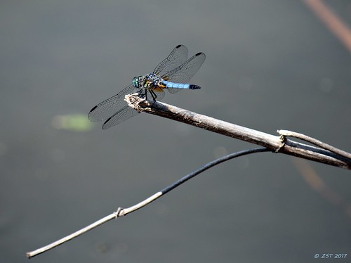 bluedasher containmentpond dragonfly female insect male nature naturewalk pachydiplaxlongipennis sterlingridge texas thewoodlands viewsoftexas zeesstof