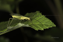 True crickets; stout and barrel-shaped, short wings, long cerci, long thread-like antennae