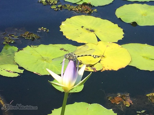 dragonfly on water lily 0000 Tyagarah lake, New South Wales, Australia