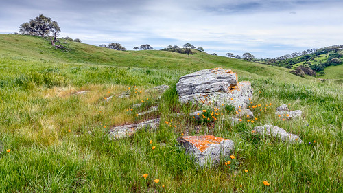 california californiapoppy pachecostatepark usa unitedstates valleyoak flower grassland hill landscape lichen meadow outdoor pacheco poppy rock statepark tree