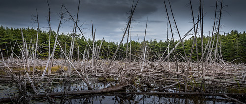 trees clouds sticks pond maine barharbor beavers acadianationalpark beaverpond witchhole