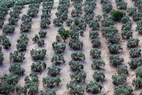 landscape spain places equipment andalusia andalusien spanien canonef24105mmf4lisusm priegodecórdoba canoneos6d oliveculture