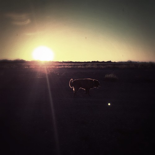 morning arizona dog sun sunrise outside desert az hike molly sonorandesert newriver hipstamatic blankobl4film sergiolens