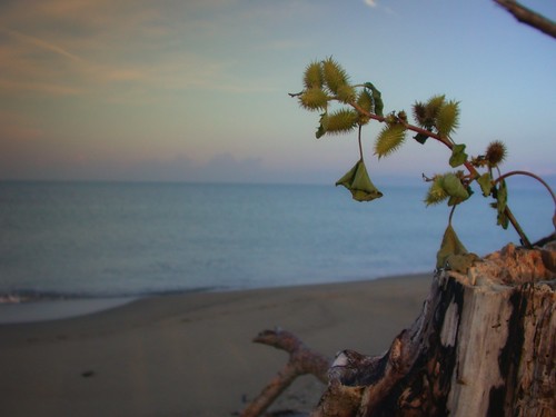 sea plant beach strand sunrise sand meer pflanze sonnenaufgang