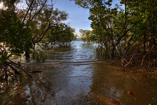 sea d 5 mangrove l 24 105 f4 mk townsville rowesbay 3canon spicercanon australiatrip2014 coralbrian