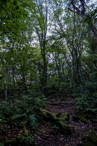 mountain forest 日本 山 森林 三瓶山 sanbesan 山岳 島根県 風景landscape 飯石郡