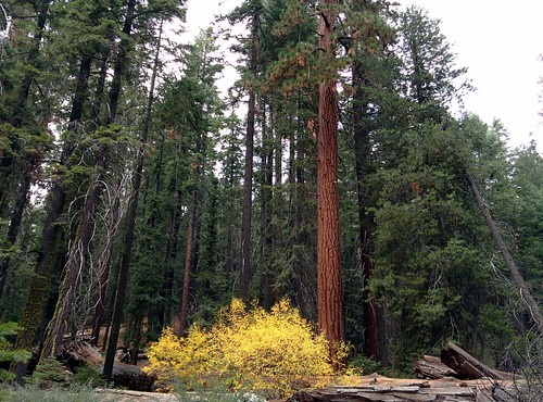 california trees hiking fallcolors fallfoliage sequoia sequoianationalforest