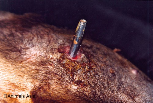 A bile extraction site on a moon bear