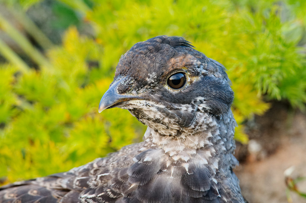 A close-up view of a sooty grouse