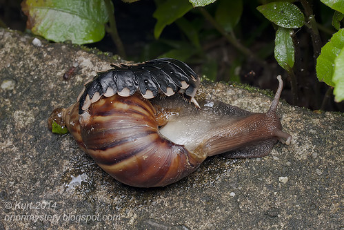 Lamprigera sp. preying on Giant African Snail IMG_4378 copy