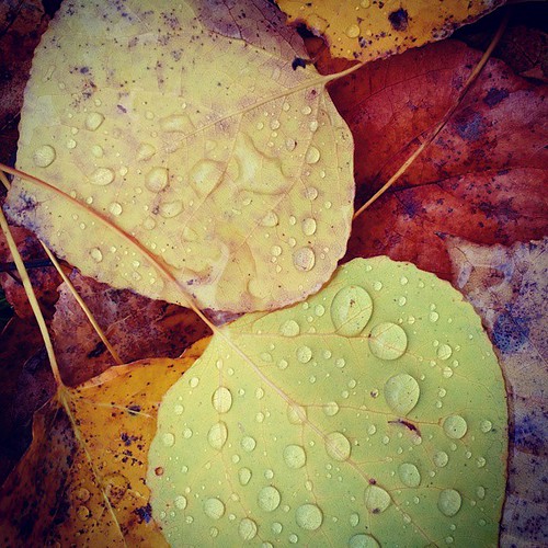 thanksgiving autumn lake 3 canada macro tree fall nature beautiful leaves rain outdoors dewdrops leaf october poplar outdoor cottage samsung canadian manitoba dewdrop note galaxy dew raindrops thanksgivingweekend aspen android leafpile lacdubonnet trembling longweekend raindrips instagram samsunggalaxynote3 thanksgivingtremblingaspenleaves