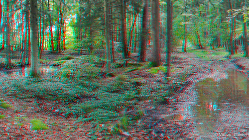 red tree nature forest 3d belgium belgique ardennes cyan anaglyph forêt undergrowth sousbois viroinval oignies