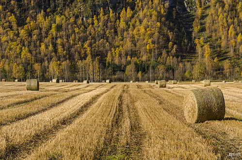 autumn colors field lines norway balls hay sel depth mowed collected gudbrandsdalen oppland