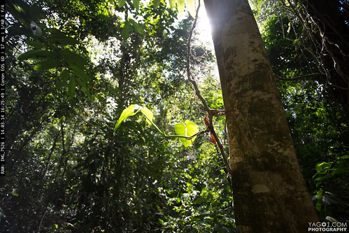 green nature forest landscape costarica jungle