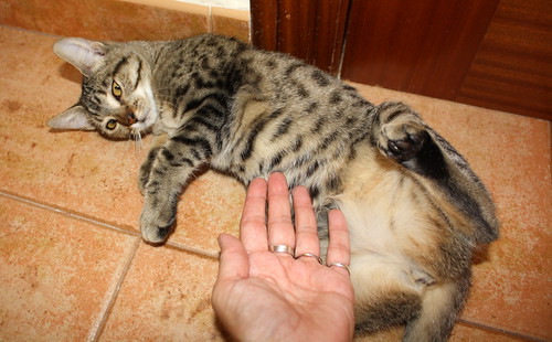 Tessy, guapísima gatita parda moteada de ojos cobrizos esterilizada nacida en Julio´14, en adopción. Valencia. ADOPTADA. 15550828412_2df811cf9c