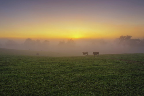 county morning orange alex field yellow fog sunrise dawn golden virginia cow haze nikon purple farm magic foggy pasture va hour hdr loudoun mists purcellville erkiletian d800e