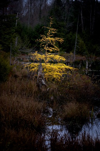 tree glow swamp marsh bog larch