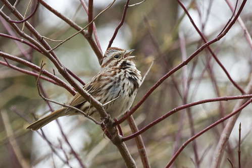 pennsylvania song sparrow melospiza melodia