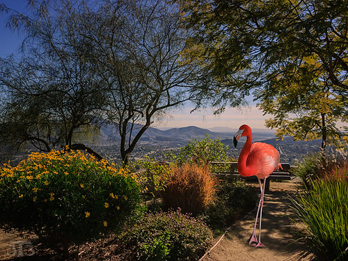 flamingo trees plants park view mountains mounthelix lamesa sandiego california usa composite