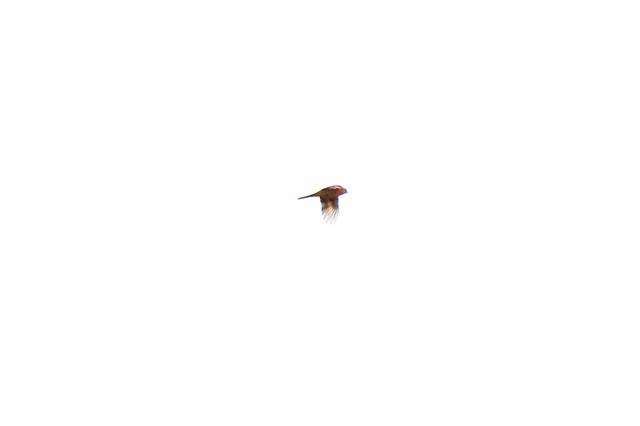 灰喉山椒鳥