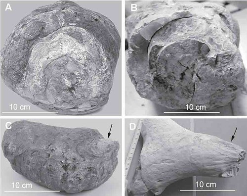 龍涎香化石（A和C為現生的龍涎香；B和D為化石的龍涎香）。圖片取自Baldanza, A., Bizzarri, R., Famiani, F., Monaco, P., Pellegrino, R. and Sassi, P. 2013. Enigmatic, biogenically induced structures in Pleistocene marine deposits: A first record of fossil ambergris. Geology 41: 1075-107