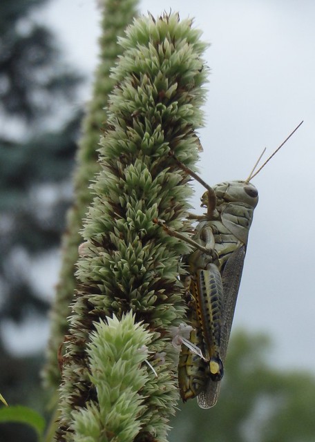 grasshopper on purple giant hyssop